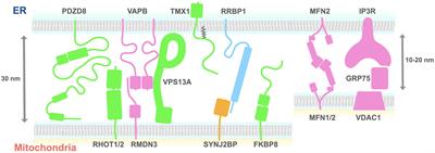 Endoplasmic Reticulum–Mitochondria Contact Sites—Emerging Intracellular Signaling Hubs